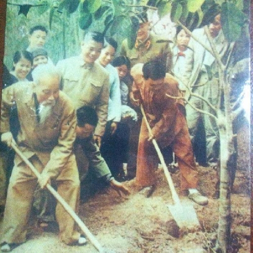 Bác Hồ tham gia Tết trồng cây tại Bất Bạt, Hà Tây năm 1969. Ảnh: Tư liệu