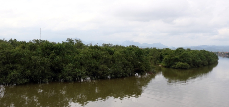 Một góc rừng bần ven sông Kiến Giang đoạn qua xã Tân Ninh, huyện Quảng Ninh.