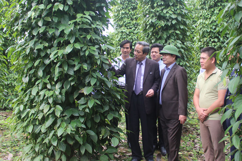 Đồng chí Bí thư Tỉnh uỷ Hoàng Đăng Quang thăm vườn kiểu mẫu tại xã Trường Thuỷ
