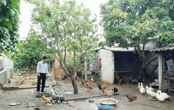 Nhiều hộ nghèo ở Quảng Trạch sử dụng vốn vay ưu đãi để chăn nuôi gà hiệu quả.