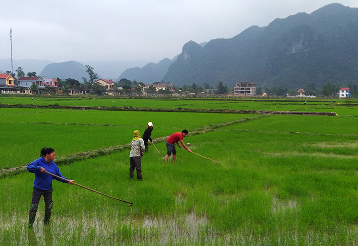 Nông dân huyện Minh Hóa ra đồng chăm sóc lúa đông-xuân.