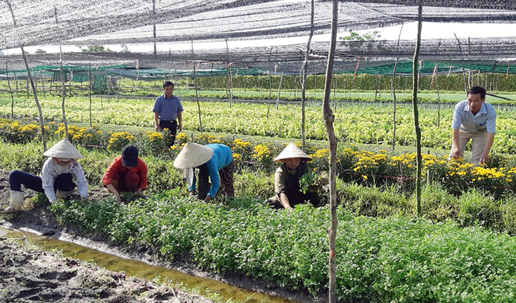 Mô hình trồng rau, hoa mang lại thu nhập cao cho hội viên nông dân TX. Ba Đồn.