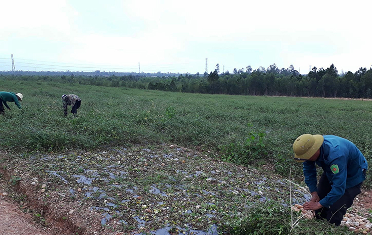 Vụ thu hoạch cà gai leo đầu tiên sau hơn 3 tháng trồng thử nghiệm trên vùng gò đồi tại xã Quảng Tiến mang lại kết quả khả quan.