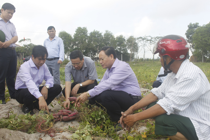 Đồng chí Lê Minh Ngân và các thành viên trong đoàn thăm mô hình sản xuất khoai lang ở xã Thanh Thủy.