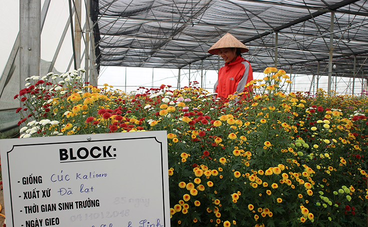 Mô hình nông nghiệp thông minh 4.0 được Công ty TNHH Phát triển dự án Việt Nam ứng dụng để sản xuất các loại hoa, quả đạt chất lượng cao.  