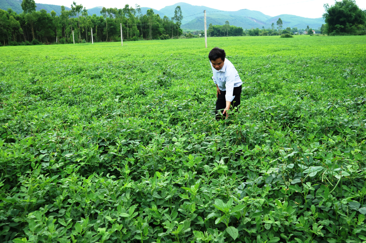Nhờ trồng cây Kim tiền thảo mà mỗi năm người dân Quảng Bình có thu nhập cao hơn trồng các loại cây rau màu