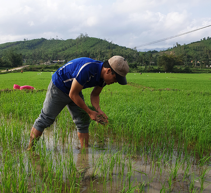 Nông dân huyện Tuyên Hóa tích cực chăm sóc lúa vụ đông-xuân.