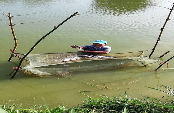 Gia đình ông Hà Thanh Khai thu hoạch cá thát lát cườm.