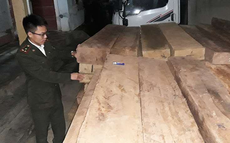 Số gỗ vận chuyển, cất giữ trái quy định bị lực lượng Kiểm lâm huyện Minh Hóa thu giữ.