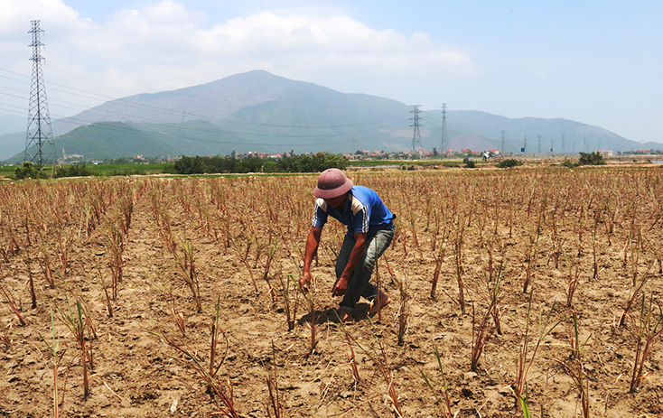 Nông dân xã Quảng Tùng chuyển đổi đất lúa kém hiệu quả sang trồng sả để chế biến tinh dầu.