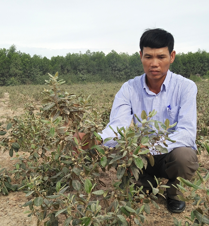 Cây sim bản địa đã trở thành một trong những chuỗi nông nghiệp đem lại thu nhập cao cho người dân xã Quảng Tiến (Quảng Trạch) 