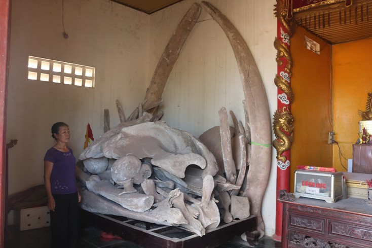 Ngư Linh Miếu của xã Cảnh Dương hiện đang cất giữ hai bộ xương cá voi, được ngư dân tôn xưng là Đức Bà và Đức Ông.