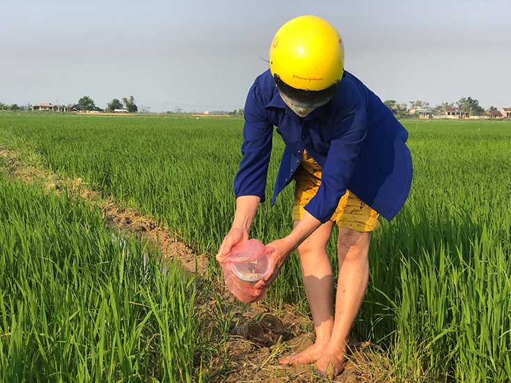 Nông dân huyện Lệ Thủy đồng loạt ra quân diệt chuột, bảo vệ mùa màng.