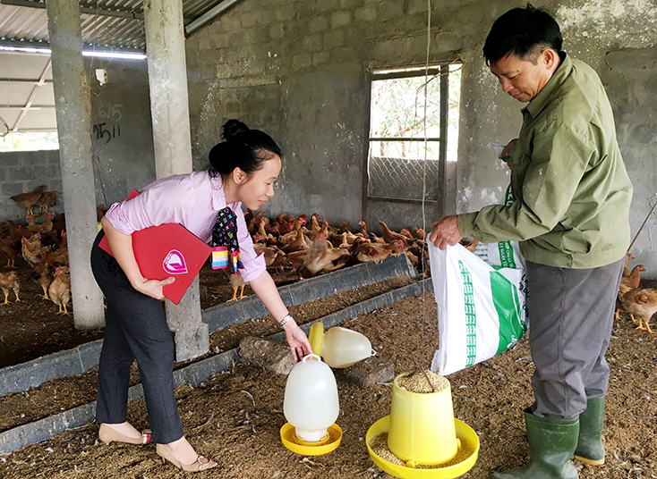 Mô hình nuôi gà của chị Phan Thị Hoa ở thôn 2, xã Trung Trạch phát huy hiệu quả. 