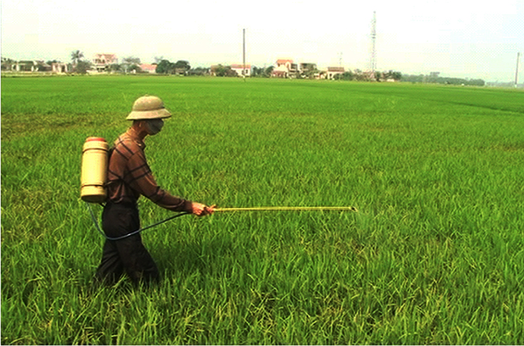 Nông dân huyện Lệ Thủy tích cực phòng trừ bệnh đạo ôn hại lúa.