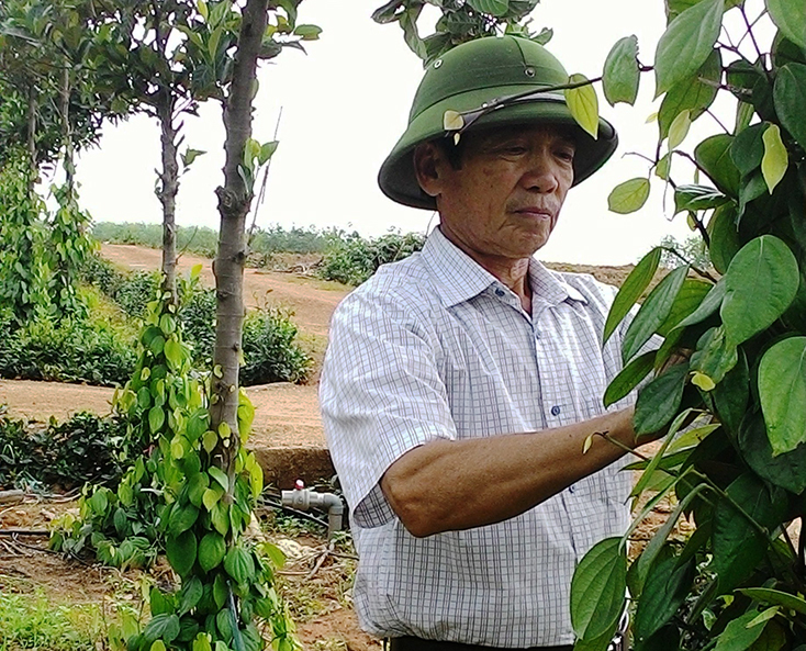 Nông dân Nguyễn Văn Diệm chăm sóc cây hồ tiêu.