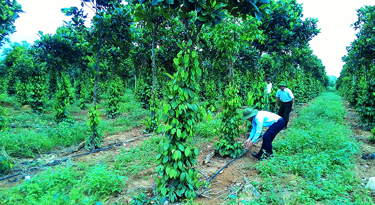 Diện tích hồ tiêu của ông Nguyễn Văn Diệm được lắp đặt hệ thống tưới tiết kiệm.   