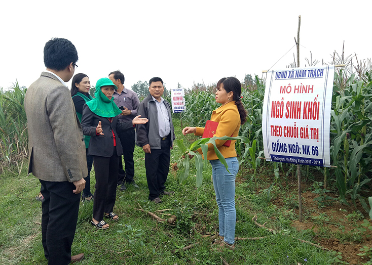 Chị Hồ Thị Nghê (người đội mũ) trao đổi kinh nghiệm trồng ngô sinh khối với các cán bộ nông nghiệp huyện Bố Trạch.