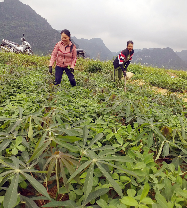 Người dân trồng xen các loại hoa màu nhằm tăng thu nhập trên cùng đơn vị diện tích canh tác