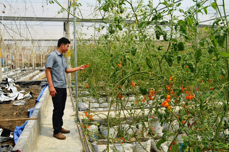 Mô hình nhà lưới của anh Dương Trí Quang, xã Ngư Thủy Bắc đem lại hiệu quả kinh tế cao trong sản xuất nông nghiệp.	