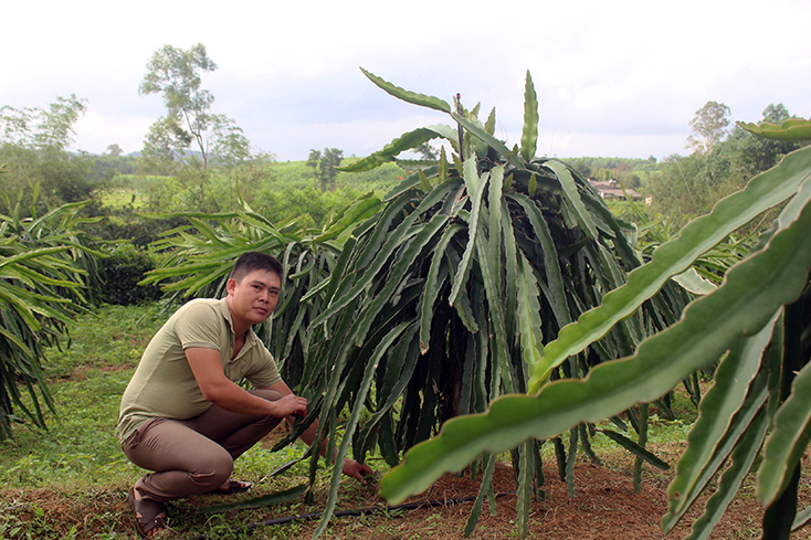 Nông dân Đỗ Tiến Tình bên vườn thanh long ruột đỏ.