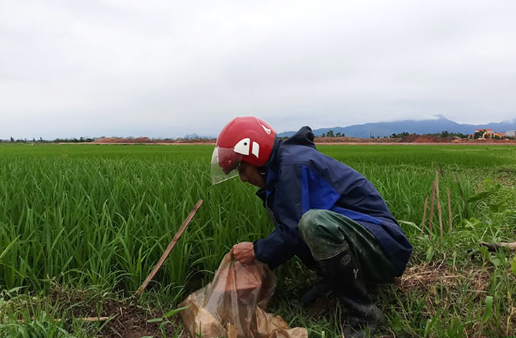 Nông dân Quảng Trạch tích cực triển khai các biện pháp phòng trừ sâu bệnh và chuột hại lúa.