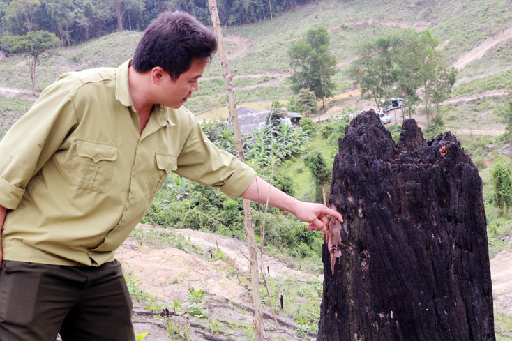 Dấu vết đốt cháy là do Lâm trường Khe Giữa xử lý thực bì để trồng rừng. 