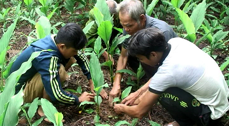 Ông Hồ Văn Thảo (người thứ 2 từ phải sang) hướng dẫn kỹ thuật trồng trọt cho bà con.