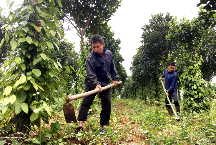 Cây hồ tiêu cũng bị nhiễm bệnh vàng lá chết chậm tại các huyện Bố Trạch, Quảng Trạch, Lệ Thủy
