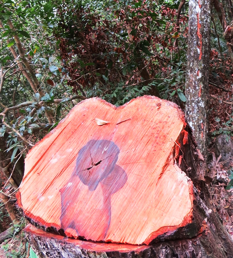 Một cây gỗ mun sọc bị đốn hạ và xẻ thịt ở tiểu khu 650.