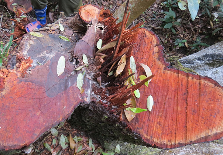 Một gốc gỗ mun có đường kính ước gần 1m bị “lâm tặc” đốn hạ và  vận chuyển gỗ ra khỏi rừng.