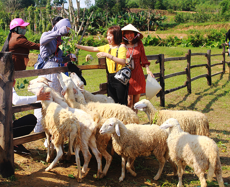 Trang trại hữu cơ Đồng Soi (xã Hưng Trạch, huyện Bố Trạch) thu hút nhiều du khách đến tham quan, trải nghiệm.