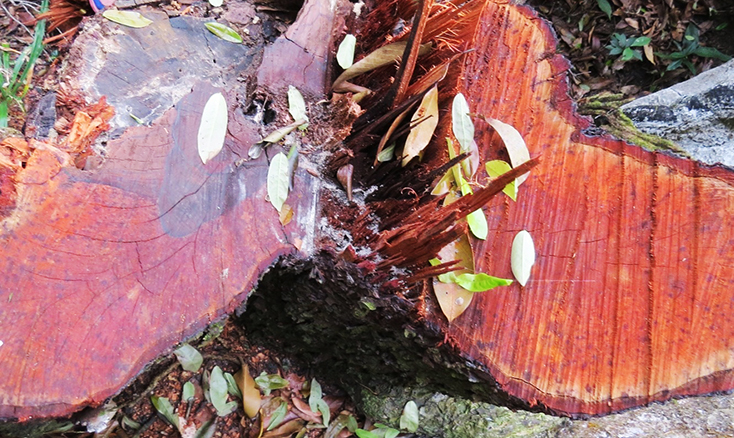 Một góc gỗ mun quý hiếm bị lâm tặc đốn hạ ở vùng lõi VQG PN-KB.