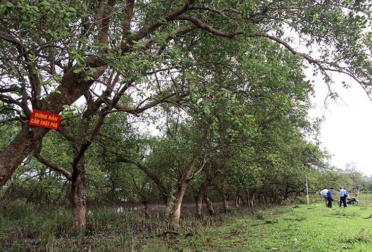 Khu rừng bần ven sông của xã Tân Ninh, huyện Quảng Ninh đang được chung tay bảo vệ.