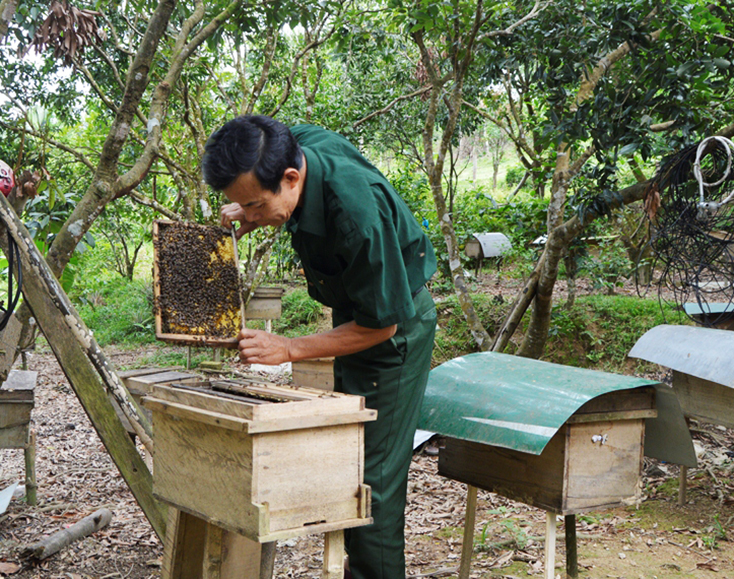 Ông Đinh Long, Chủ tịch Hội nuôi ong Minh Hóa kiểm tra đàn ong nuôi của gia đình.