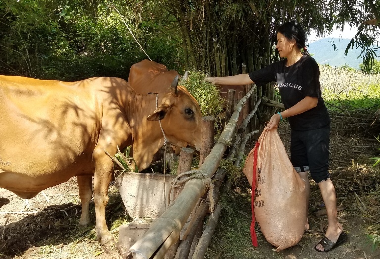 Nhiều hội viên phụ nữ huyện Tuyên Hóa đã mạnh dạn vay vốn để phát triển các mô hình chăn nuôi.