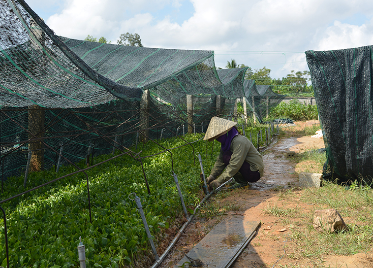 Giống keo nuôi cấy mô đạt chất lượng cao tại Công ty TNHH giống cây trồng nông-lâm nghiệp Nam Việt (Bố Trạch)