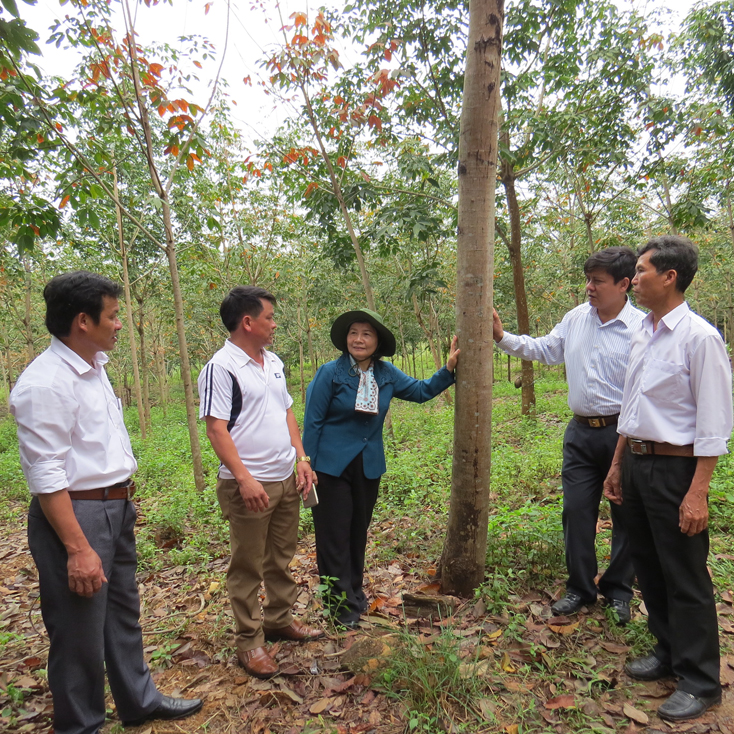 Đồng chí Lê Công Toán, Chủ tịch HND tỉnh (thứ 2 bên phải) thăm mô hình trồng rừng của một nông dân, kết hợp tuyên truyền về chính sách BHXH, BHYT.