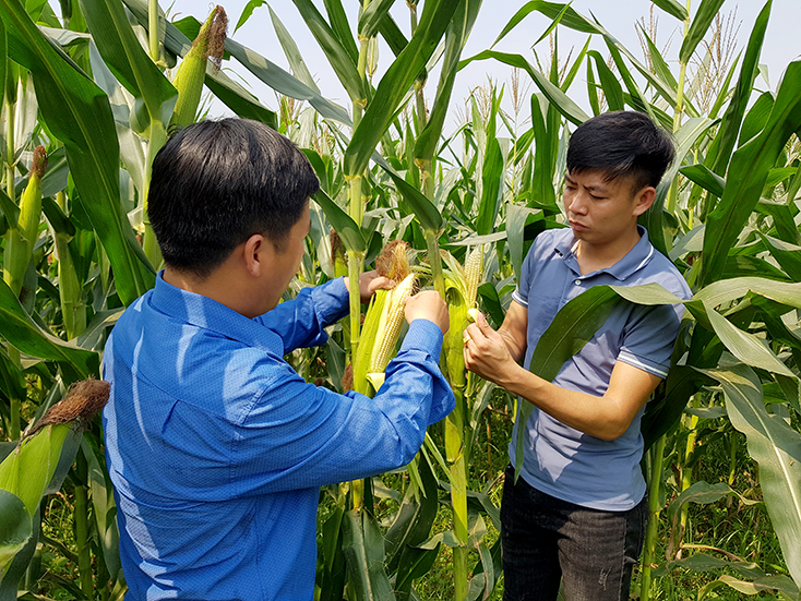 Nông dân xã Hương Hóa mạnh dạn áp dụng các loại giống mới ,góp phần nâng cao năng suất cây trồng.