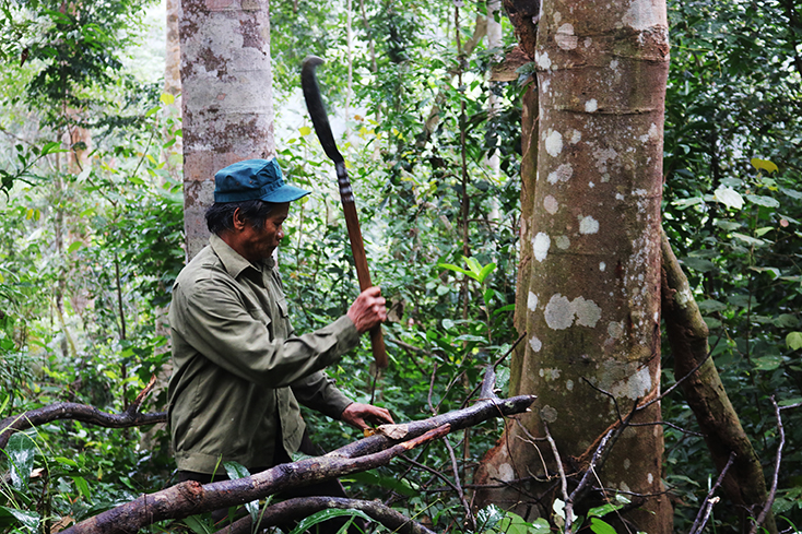 Chặt tỉa, phát quang để chăm sóc cây lim là công việc suốt gần 30 năm qua của ông Trương Quốc Đô.   