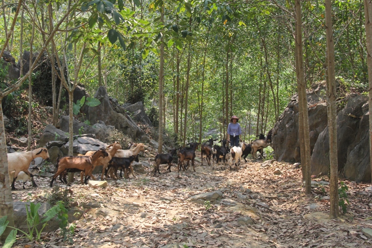 Đàn dê thả quanh trang trại- thực phẩm sạch cung cấp bữa ăn cho du khách.
