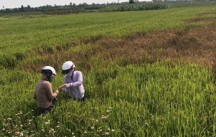 Cán bộ Phòng Nông nghiệp-PTNT huyện kiểm tra diện tích lúa nhiễm rầy nâu trên đồng ruộng xã Cự Nẫm.