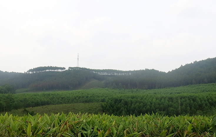 Trong quý I-2019, huyện Lệ Thủy đã trồng trên 300ha rừng tập trung.