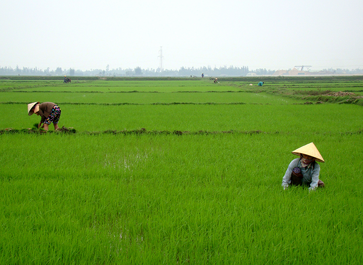 Nông dân huyện Bố Trạch chăm sóc lúa đông-xuân.