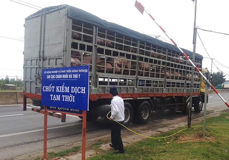 Các chốt KDĐV tạm thời thực hiện kiểm soát chặt chẽ 24/24 giờ và phun tiêu độc khử trùng đối với phương tiện vận chuyển lợn ra, vào địa bàn tỉnh.
