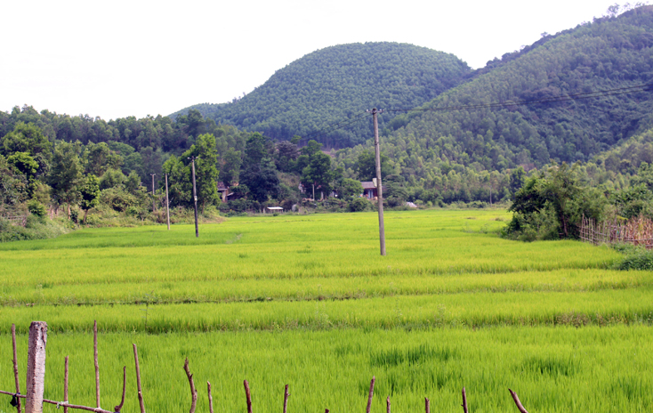 Diện tích lúa ở bản Lâm Ninh đang bước vào giai đoạn trổ bông, nếu cạn nguồn nước tưới, nguy cơ dễ bị mất trắng.
