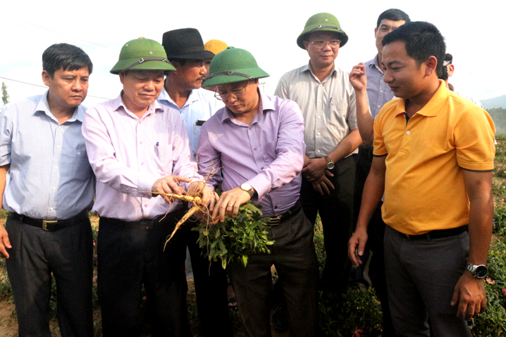 Đồng chí Lê Minh Ngân, Phó Chủ tịch UBND tỉnh tham quan dự án trồng sâm Bố Chính  của Công ty TNHH Nông nghiệp công nghệ cao Tuệ Lâm 