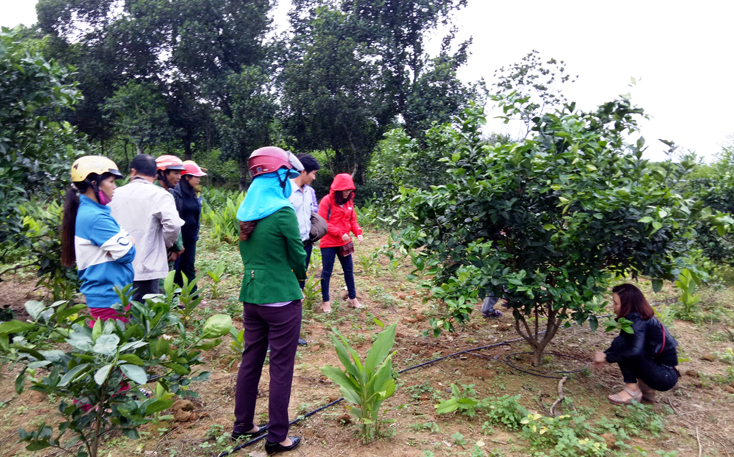 Hướng dẫn kỹ thuật trồng cây cam mật cho bà con nông dân xã Trường Thủy, huyện Lệ Thủy.