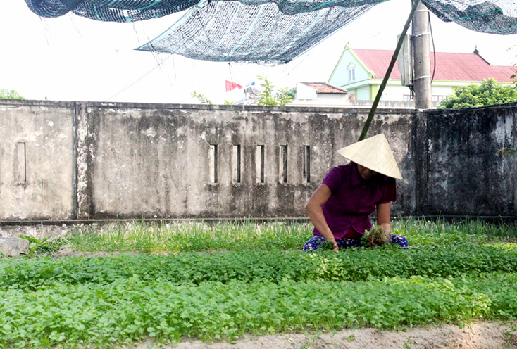 Nông dân Võ Ninh phát triển diện tích rau sạch gắn với xây dựng thương hiệu.