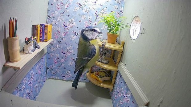 Căn phòng hiện đại của chim sẻ ngô xanh.